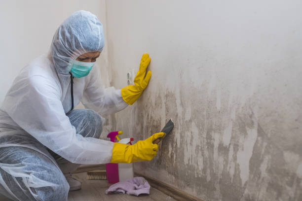 Best Mold Remediation  in Hunter, TN