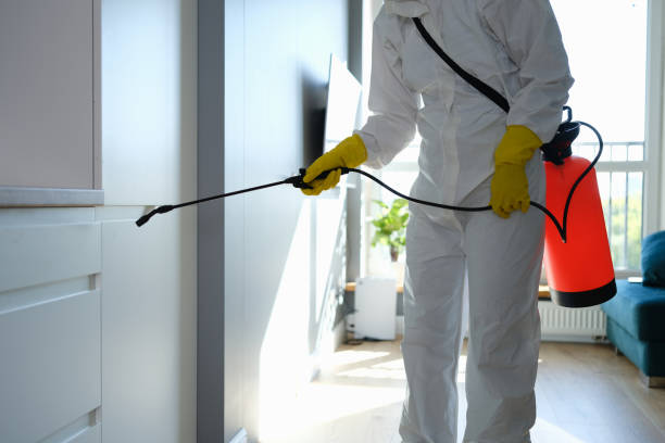 Best Same-Day Mold Removal  in Hunter, TN