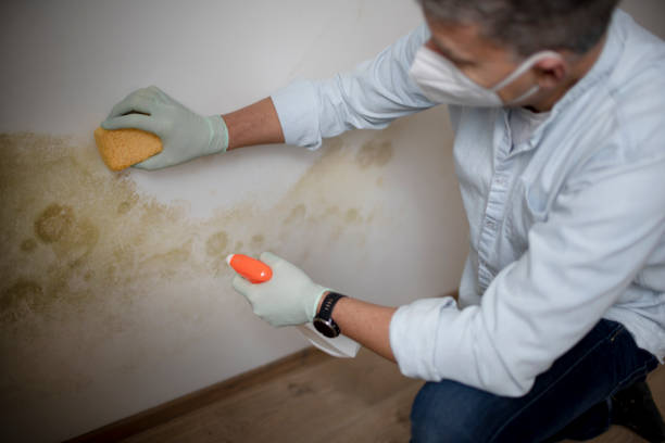 Best Office Mold Removal Services  in Hunter, TN