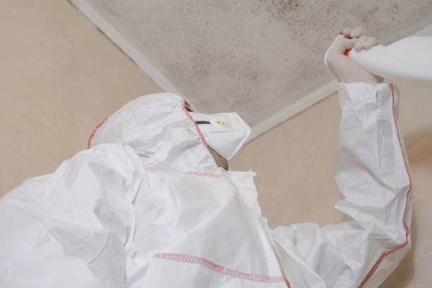 Mold Removal Process in Hunter, TN