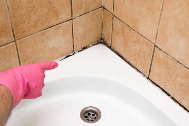 Best Toxic Mold Removal  in Hunter, TN